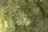  ( - EDNA24-0067841)  @11 [ ] CreativeCommons  Attribution Non-Commercial Share-Alike (2025) David Belll Royal Botanic Garden Edinburgh