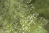  ( - EDNA24-0067841)  @11 [ ] CreativeCommons  Attribution Non-Commercial Share-Alike (2025) David Belll Royal Botanic Garden Edinburgh