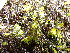  ( - EDNA24-0067853)  @11 [ ] CreativeCommons  Attribution Non-Commercial Share-Alike (2025) David Belll Royal Botanic Garden Edinburgh