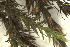  ( - EDNA24-0067853)  @11 [ ] CreativeCommons  Attribution Non-Commercial Share-Alike (2025) David Belll Royal Botanic Garden Edinburgh