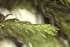  ( - EDNA24-0067853)  @11 [ ] CreativeCommons  Attribution Non-Commercial Share-Alike (2025) David Belll Royal Botanic Garden Edinburgh