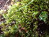  ( - EDNA24-0067861)  @11 [ ] CreativeCommons  Attribution Non-Commercial Share-Alike (2025) David Belll Royal Botanic Garden Edinburgh