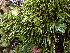  ( - EDNA24-0067861)  @11 [ ] CreativeCommons  Attribution Non-Commercial Share-Alike (2025) David Belll Royal Botanic Garden Edinburgh