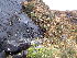  (Campylopus setifolius - EDNA24-0067861)  @11 [ ] CreativeCommons  Attribution Non-Commercial Share-Alike (2025) David Belll Royal Botanic Garden Edinburgh