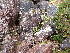  ( - EDNA24-0067861)  @11 [ ] CreativeCommons  Attribution Non-Commercial Share-Alike (2025) David Belll Royal Botanic Garden Edinburgh