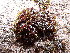  ( - EDNA24-0067862)  @11 [ ] CreativeCommons  Attribution Non-Commercial Share-Alike (2025) David Belll Royal Botanic Garden Edinburgh
