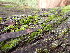  ( - EDNA25-0070639)  @11 [ ] CreativeCommons  Attribution Non-Commercial Share-Alike (2025) David Belll Royal Botanic Garden Edinburgh