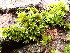  ( - EDNA25-0070639)  @11 [ ] CreativeCommons  Attribution Non-Commercial Share-Alike (2025) David Belll Royal Botanic Garden Edinburgh