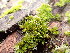  ( - EDNA25-0070639)  @11 [ ] CreativeCommons  Attribution Non-Commercial Share-Alike (2025) David Belll Royal Botanic Garden Edinburgh