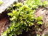  ( - EDNA25-0070639)  @11 [ ] CreativeCommons  Attribution Non-Commercial Share-Alike (2025) David Belll Royal Botanic Garden Edinburgh