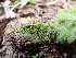  ( - EDNA25-0070640)  @11 [ ] CreativeCommons  Attribution Non-Commercial Share-Alike (2025) David Belll Royal Botanic Garden Edinburgh
