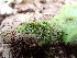  ( - EDNA25-0070640)  @11 [ ] CreativeCommons  Attribution Non-Commercial Share-Alike (2025) David Belll Royal Botanic Garden Edinburgh