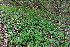  ( - EDNA21-0060767)  @11 [ ] CreativeCommons Attribution NonCommercial ShareAlike (2021) Markus Ruhsam Royal Botanic Garden, Edinburgh