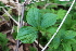  ( - EDNA21-0060767)  @11 [ ] CreativeCommons Attribution NonCommercial ShareAlike (2021) Markus Ruhsam Royal Botanic Garden, Edinburgh
