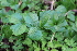  ( - EDNA21-0060767)  @11 [ ] CreativeCommons Attribution NonCommercial ShareAlike (2021) Markus Ruhsam Royal Botanic Garden, Edinburgh