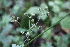  ( - EDNA21-0061433)  @11 [ ] CreativeCommons Attribution NonCommercial ShareAlike (2021) Markus Ruhsam Royal Botanic Garden, Edinburgh