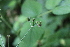 ( - EDNA21-0061433)  @11 [ ] CreativeCommons Attribution NonCommercial ShareAlike (2021) Markus Ruhsam Royal Botanic Garden, Edinburgh