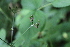  ( - EDNA21-0061433)  @11 [ ] CreativeCommons Attribution NonCommercial ShareAlike (2021) Markus Ruhsam Royal Botanic Garden, Edinburgh