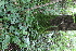  ( - EDNA21-0061433)  @11 [ ] CreativeCommons Attribution NonCommercial ShareAlike (2021) Markus Ruhsam Royal Botanic Garden, Edinburgh