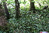  ( - EDNA21-0061433)  @11 [ ] CreativeCommons Attribution NonCommercial ShareAlike (2021) Markus Ruhsam Royal Botanic Garden, Edinburgh