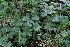  ( - EDNA21-0061433)  @11 [ ] CreativeCommons Attribution NonCommercial ShareAlike (2021) Markus Ruhsam Royal Botanic Garden, Edinburgh