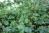  ( - EDNA21-0061416)  @11 [ ] CreativeCommons Attribution NonCommercial ShareAlike (2021) Markus Ruhsam Royal Botanic Garden, Edinburgh