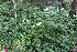  ( - EDNA21-0061416)  @11 [ ] CreativeCommons Attribution NonCommercial ShareAlike (2021) Markus Ruhsam Royal Botanic Garden, Edinburgh