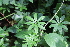  ( - EDNA21-0061416)  @11 [ ] CreativeCommons Attribution NonCommercial ShareAlike (2021) Markus Ruhsam Royal Botanic Garden, Edinburgh