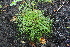  ( - EDNA21-0061444)  @11 [ ] CreativeCommons Attribution NonCommercial ShareAlike (2021) Markus Ruhsam Royal Botanic Garden, Edinburgh