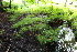  ( - EDNA21-0061444)  @11 [ ] CreativeCommons Attribution NonCommercial ShareAlike (2021) Markus Ruhsam Royal Botanic Garden, Edinburgh