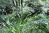  ( - EDNA21-0061444)  @11 [ ] CreativeCommons Attribution NonCommercial ShareAlike (2021) Markus Ruhsam Royal Botanic Garden, Edinburgh