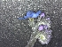  ( - EDNA21-0060777)  @11 [ ] CreativeCommons Attribution NonCommercial ShareAlike (2021) Markus Ruhsam Royal Botanic Garden, Edinburgh