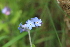  ( - EDNA21-0060777)  @11 [ ] CreativeCommons Attribution NonCommercial ShareAlike (2021) Markus Ruhsam Royal Botanic Garden, Edinburgh