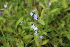  ( - EDNA21-0060777)  @11 [ ] CreativeCommons Attribution NonCommercial ShareAlike (2021) Markus Ruhsam Royal Botanic Garden, Edinburgh