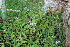  ( - EDNA21-0060777)  @11 [ ] CreativeCommons Attribution NonCommercial ShareAlike (2021) Markus Ruhsam Royal Botanic Garden, Edinburgh