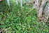  ( - EDNA21-0060777)  @11 [ ] CreativeCommons Attribution NonCommercial ShareAlike (2021) Markus Ruhsam Royal Botanic Garden, Edinburgh