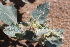  ( - EDNA21-0061449)  @11 [ ] CreativeCommons Attribution NonCommercial ShareAlike (2021) Markus Ruhsam Royal Botanic Garden, Edinburgh