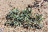  ( - EDNA21-0061449)  @11 [ ] CreativeCommons Attribution NonCommercial ShareAlike (2021) Markus Ruhsam Royal Botanic Garden, Edinburgh