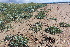  ( - EDNA21-0061449)  @11 [ ] CreativeCommons Attribution NonCommercial ShareAlike (2021) Markus Ruhsam Royal Botanic Garden, Edinburgh