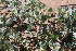  ( - EDNA21-0061449)  @11 [ ] CreativeCommons Attribution NonCommercial ShareAlike (2021) Markus Ruhsam Royal Botanic Garden, Edinburgh