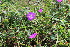  ( - EDNA21-0061458)  @11 [ ] CreativeCommons Attribution NonCommercial ShareAlike (2021) Markus Ruhsam Royal Botanic Garden, Edinburgh