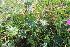  ( - EDNA21-0061458)  @11 [ ] CreativeCommons Attribution NonCommercial ShareAlike (2021) Markus Ruhsam Royal Botanic Garden, Edinburgh