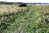  ( - EDNA21-0061458)  @11 [ ] CreativeCommons Attribution NonCommercial ShareAlike (2021) Markus Ruhsam Royal Botanic Garden, Edinburgh