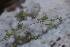  ( - EDNA21-0061460)  @11 [ ] CreativeCommons Attribution NonCommercial ShareAlike (2021) Markus Ruhsam Royal Botanic Garden, Edinburgh
