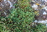  ( - EDNA21-0061460)  @11 [ ] CreativeCommons Attribution NonCommercial ShareAlike (2021) Markus Ruhsam Royal Botanic Garden, Edinburgh