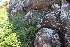  ( - EDNA21-0061460)  @11 [ ] CreativeCommons Attribution NonCommercial ShareAlike (2021) Markus Ruhsam Royal Botanic Garden, Edinburgh