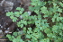  ( - EDNA21-0061460)  @11 [ ] CreativeCommons Attribution NonCommercial ShareAlike (2021) Markus Ruhsam Royal Botanic Garden, Edinburgh