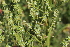  ( - EDNA21-0061461)  @11 [ ] CreativeCommons Attribution NonCommercial ShareAlike (2021) Markus Ruhsam Royal Botanic Garden, Edinburgh