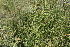  ( - EDNA21-0061461)  @11 [ ] CreativeCommons Attribution NonCommercial ShareAlike (2021) Markus Ruhsam Royal Botanic Garden, Edinburgh