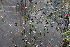  ( - EDNA21-0061463)  @11 [ ] CreativeCommons Attribution NonCommercial ShareAlike (2021) Markus Ruhsam Royal Botanic Garden, Edinburgh
